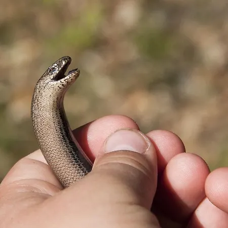 Apartment Feriendomizil Alter Garten Temmen-Ringenwalde