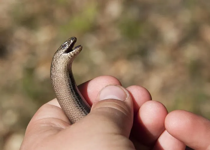 Apartman Feriendomizil Alter Garten Temmen-Ringenwalde