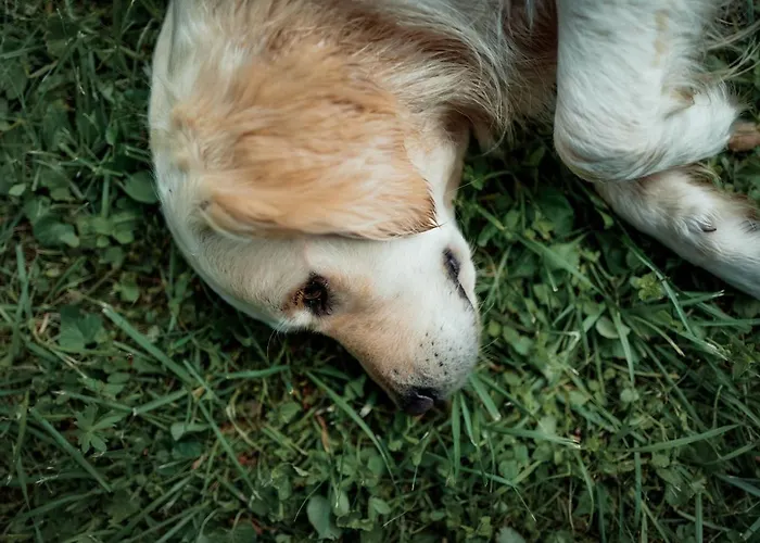 アパート Feriendomizil Alter Garten